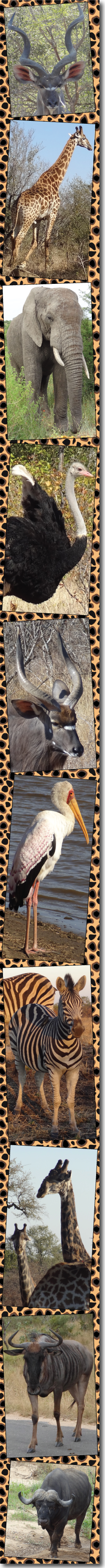 Kruger Park safari