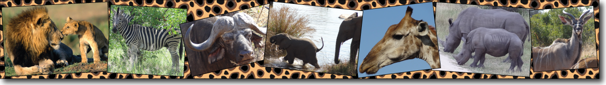 Kruger Park safaris